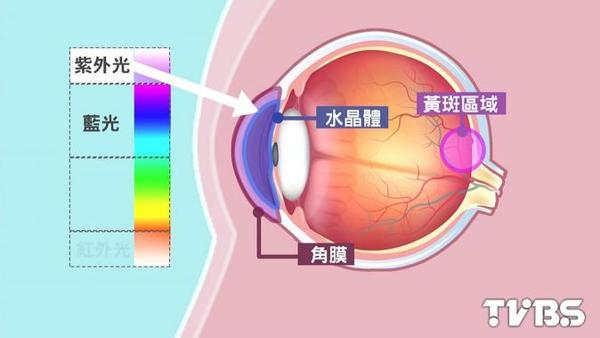 藍光無法被過濾傷視網膜黃斑區