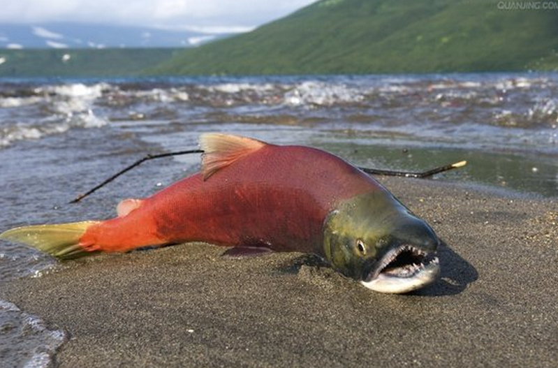 一定要知道這三條魚